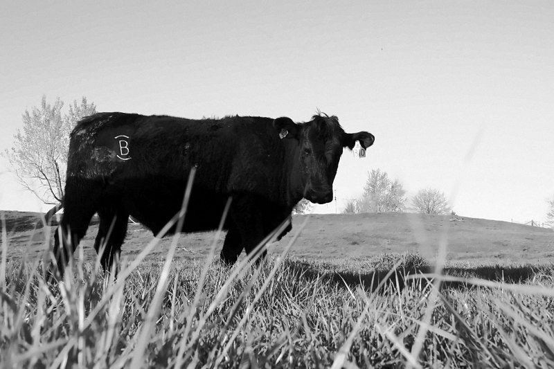 A cow wearing the Balvanz brand on her hip