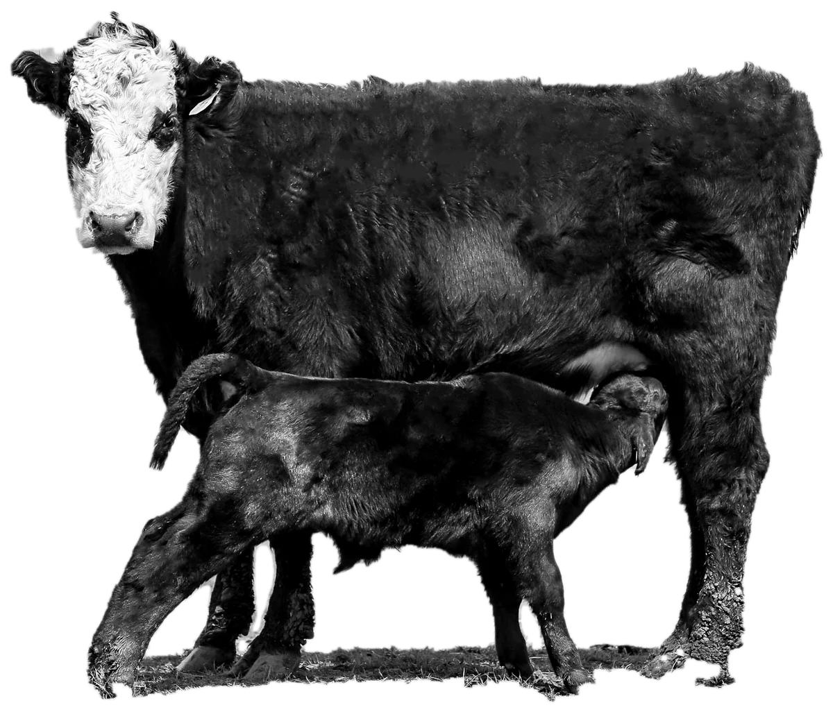 Cow number 1116 with her newborn calf nursing
