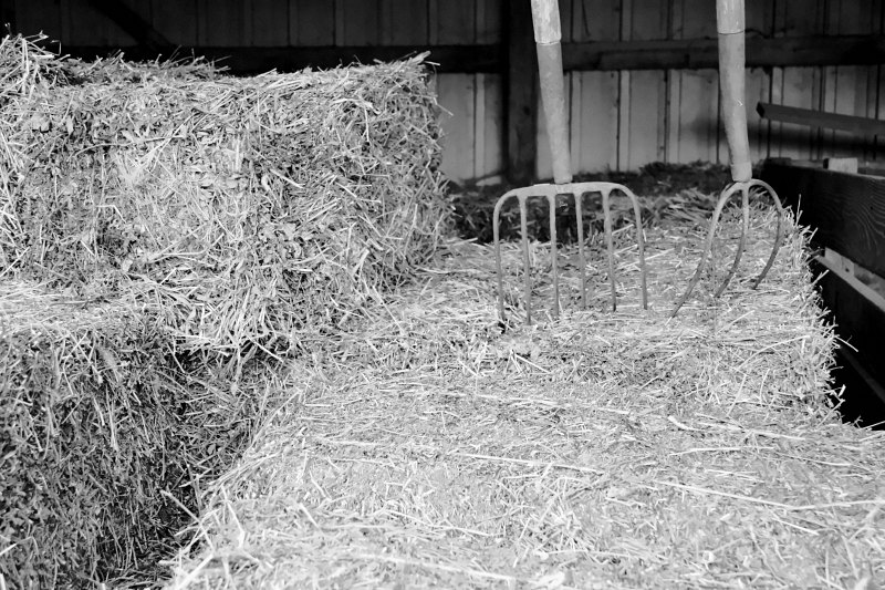 Square bales and pitchforks in the barn
