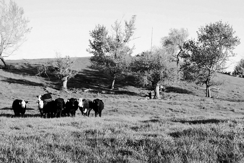 Black and Hereford cows lined up in a spring pasture