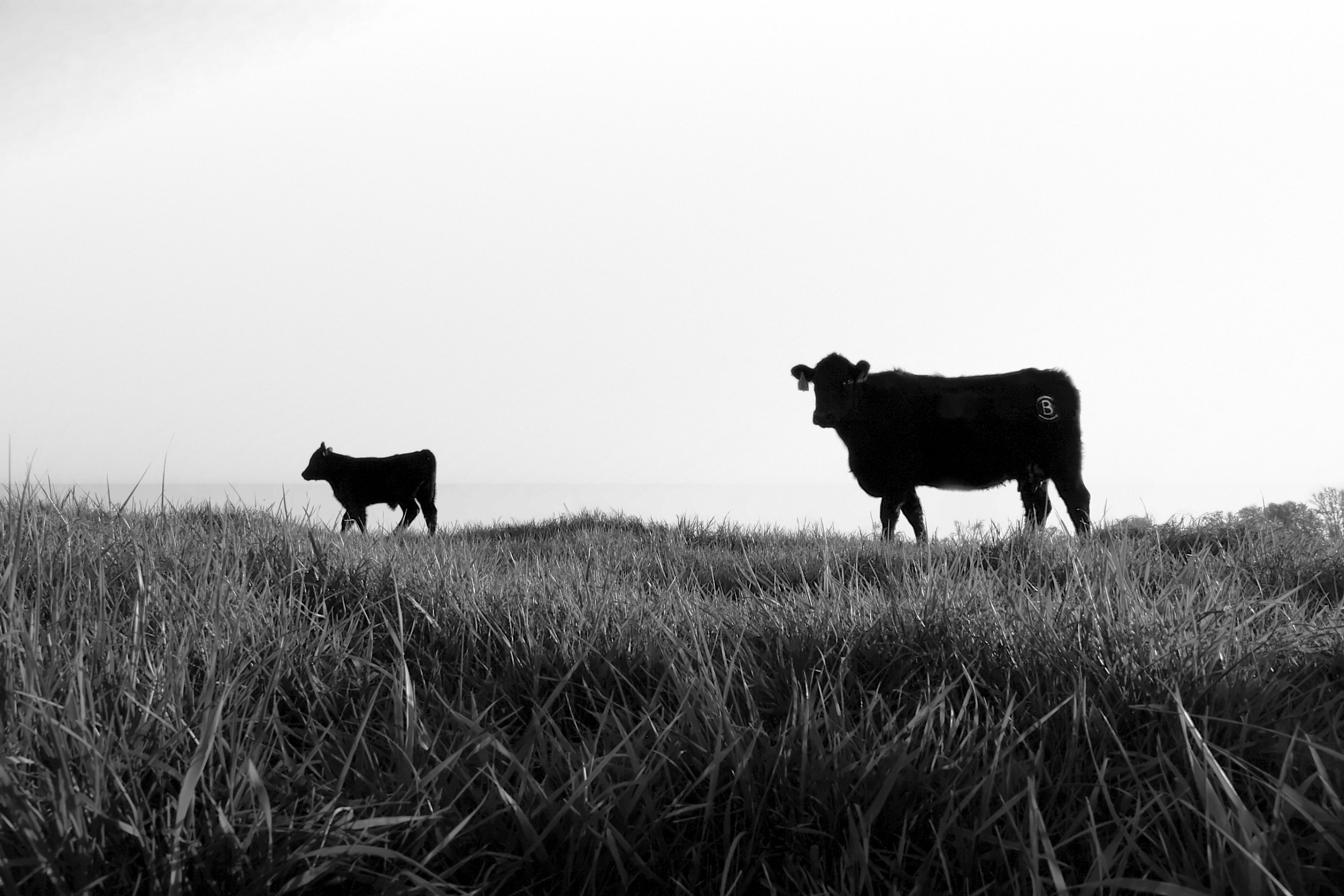 A Balvanz cow and her calf on a ridge at sunrise